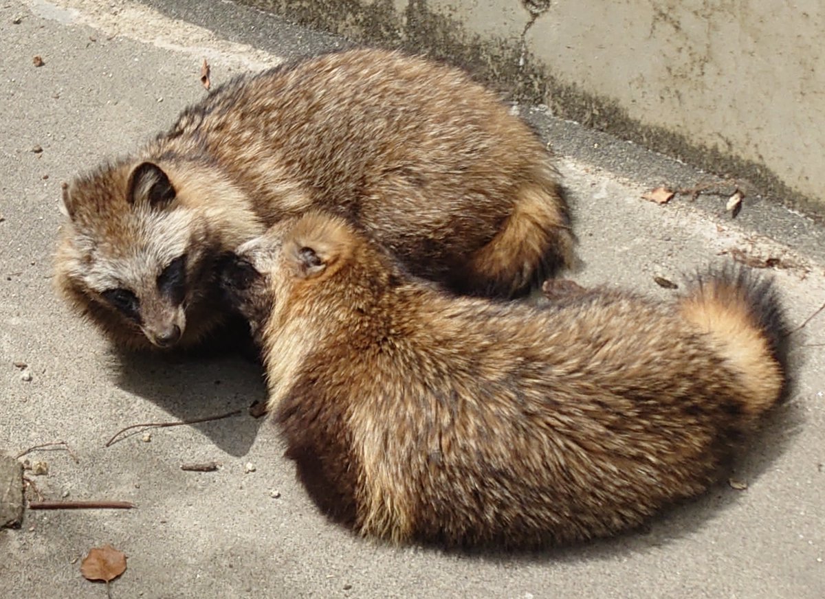 #東山動植物園
#月曜日のたぬき