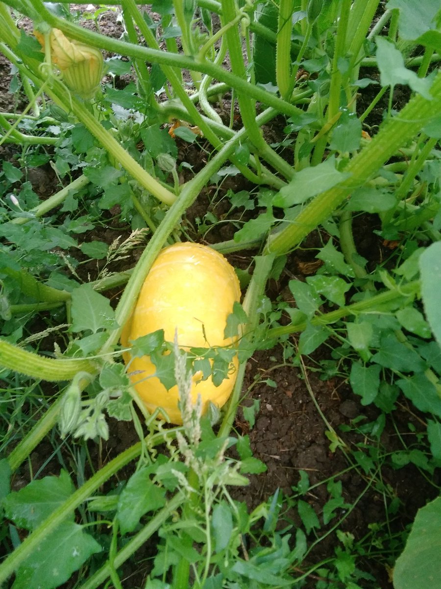oiseaudejour's tweet photo. Citrouille déjà bien belle 😊😊
#TeamJardin  #mygarden  #MonPotager https://t.co/DEu2tVR1B8