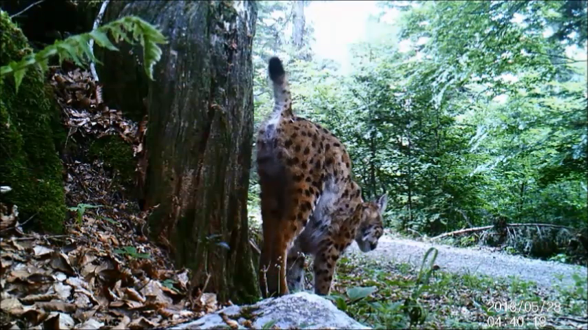 When setting camera traps for elusive cats, like Eurasian lynx, it makes a lot of sense to place them at the scent-marking sites to increase sample sizes. But this needs to be taken into account when estimating densities with SCR to avoid underestimation: rdcu.be/dePeF