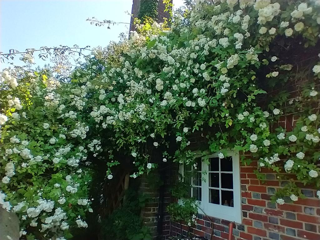 The other 'Rambling Rector' I look after(ish) 😊#NotRoseWednesday