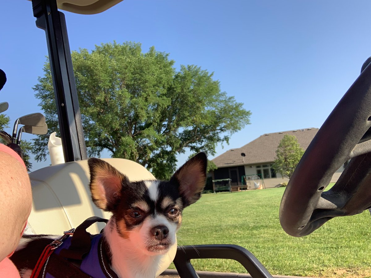 My chihuahua mix golfing with my son-in-law and daughter LOL