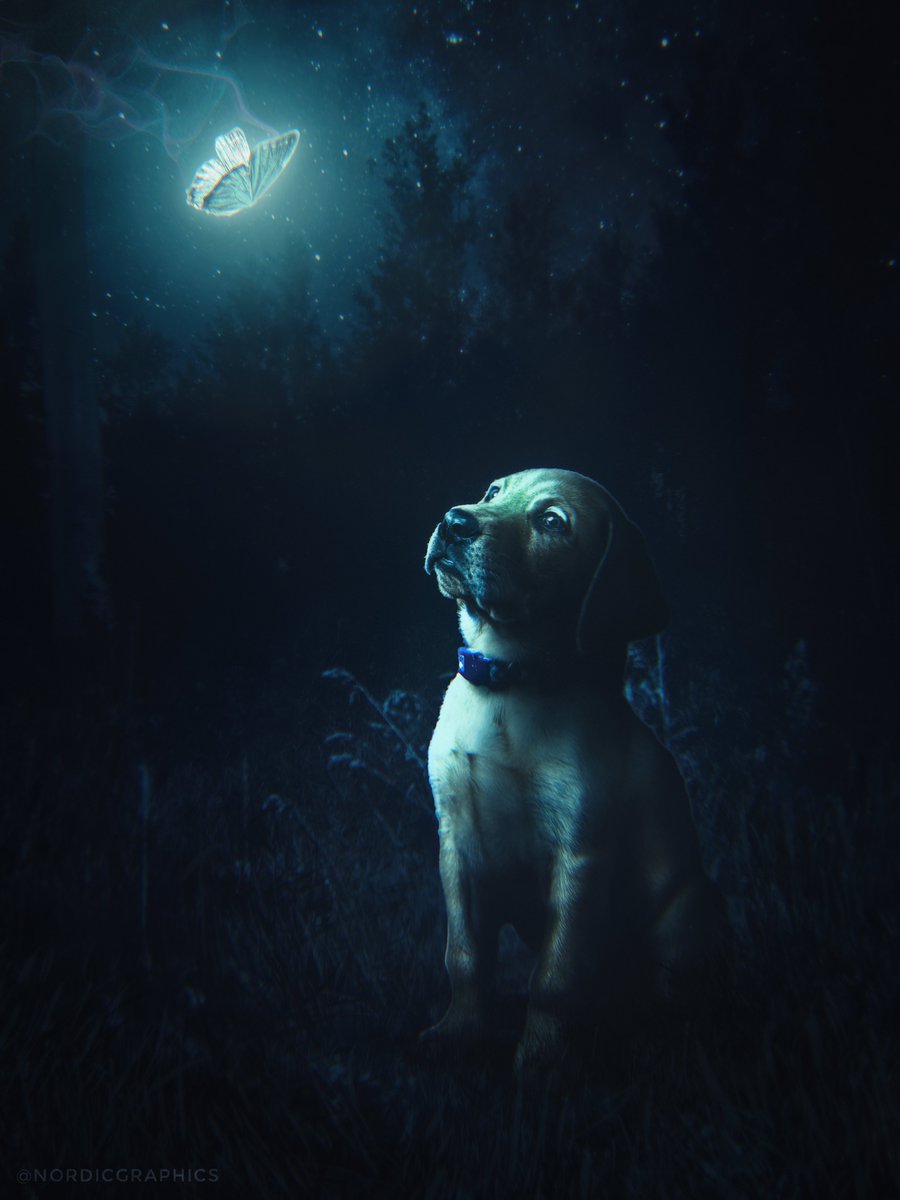 NEW ARTWORK

'Nighttime Wonders'

quick, small-scale edit from yesterday 💫