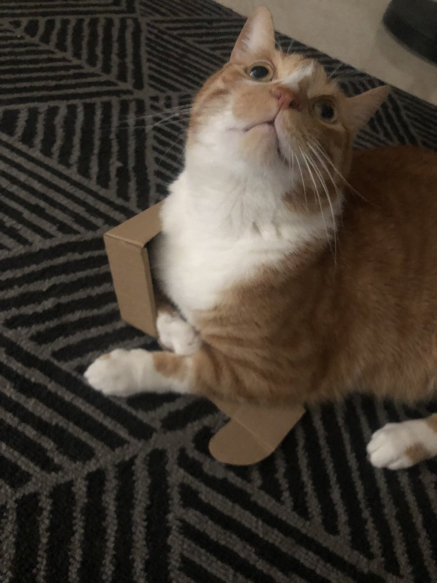 geri zekalı kedimin içinde yattığını düşündüğü kartonun boyutu
