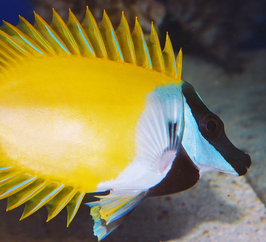 TFHmagazine's tweet photo. Rabbitfish are just as cute as their cotton-tailed namesakes! 🐰 Find the best species for your marine tank.
https://t.co/7kAPh1QL15
#TropicalFishHobbyist #rabbitfish #saltwateraquarium https://t.co/XjKPQxFCKM