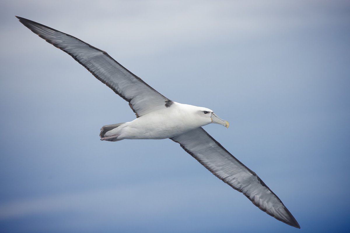 It's #WorldAlbatrossDay so here's a Shy Albatross seen on a pelagic trip out of Eden recently. #seabirds #WildOz