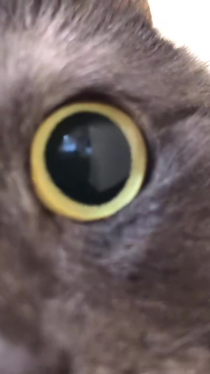 mofmo_'s tweet photo. こわかわいい四コマ😸(@aomine0911 さん)
https://t.co/JigcKXJic8 https://t.co/8ETx49Rkxj