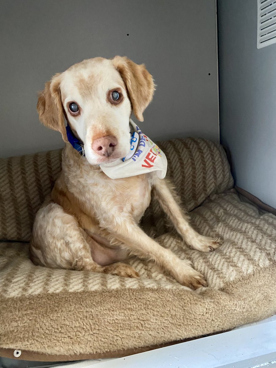 SpanielsSuper's tweet photo. Our dad built us a special dog bed under the stairs. It was finished today, our big soft comfy bed was moved in & Ronnie went in for first snooze #ThanksDad #VeryComfy #NewBed https://t.co/zv1QcuKZLz