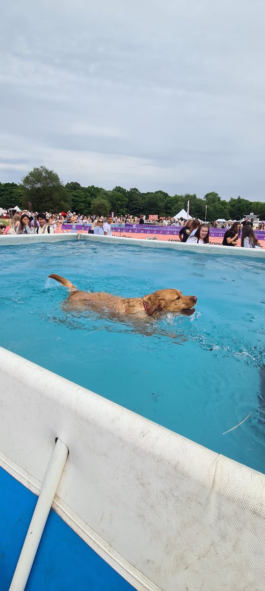 trustpetsitter's tweet photo. The dogs loved swimming in the pool, and we loved watching them at Dog Fest Tatton Park this weekend - lots of ooohs and aaaahs! #trustmypetsitter https://t.co/BfoisF1q6h