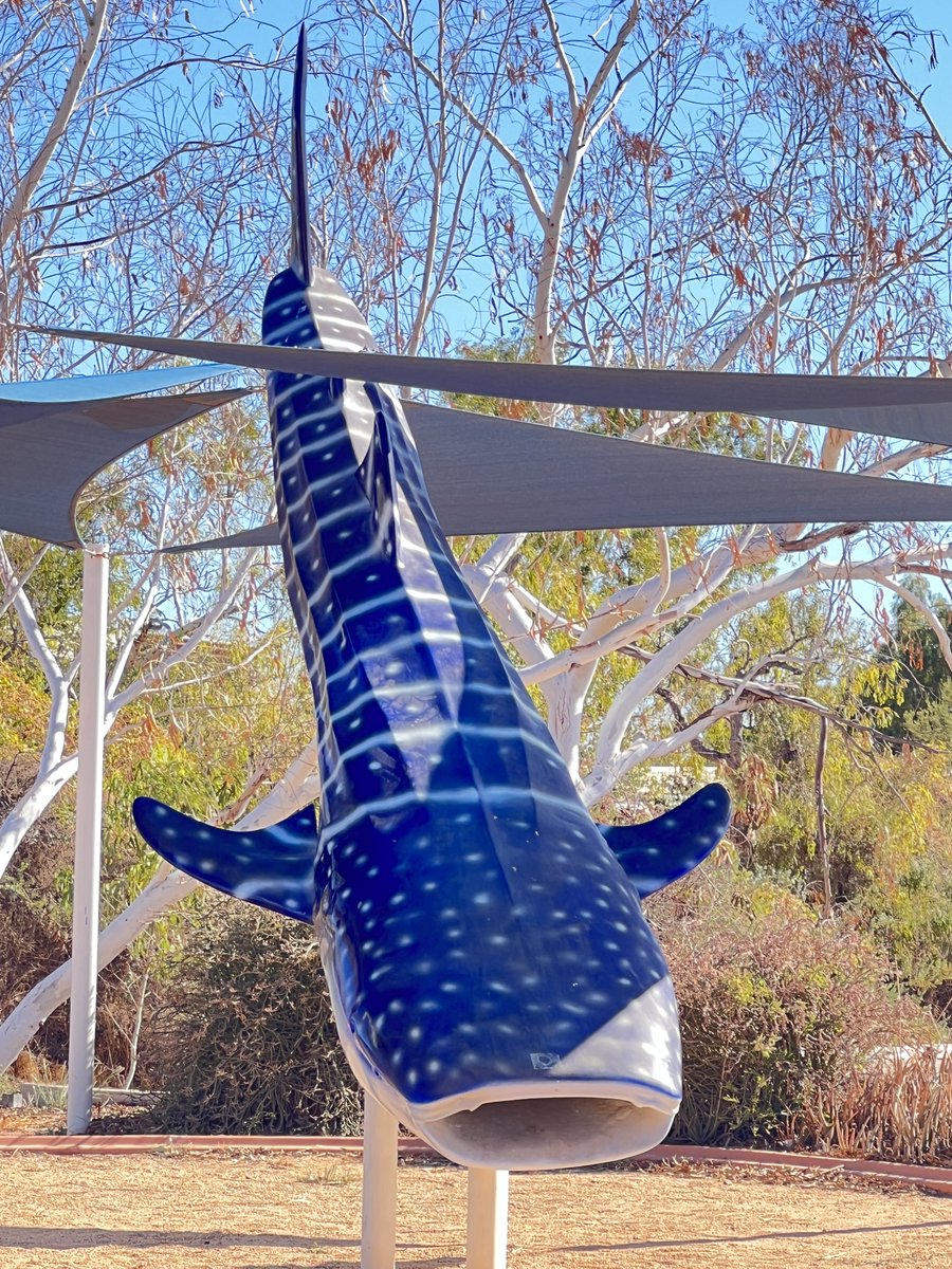 MerrilDeFiddes's tweet image. Few native items we found in Exmouth - Prawns &amp;amp; Whale Sharks #destinations #traveloz #greynomads #travelasutralia #Australia