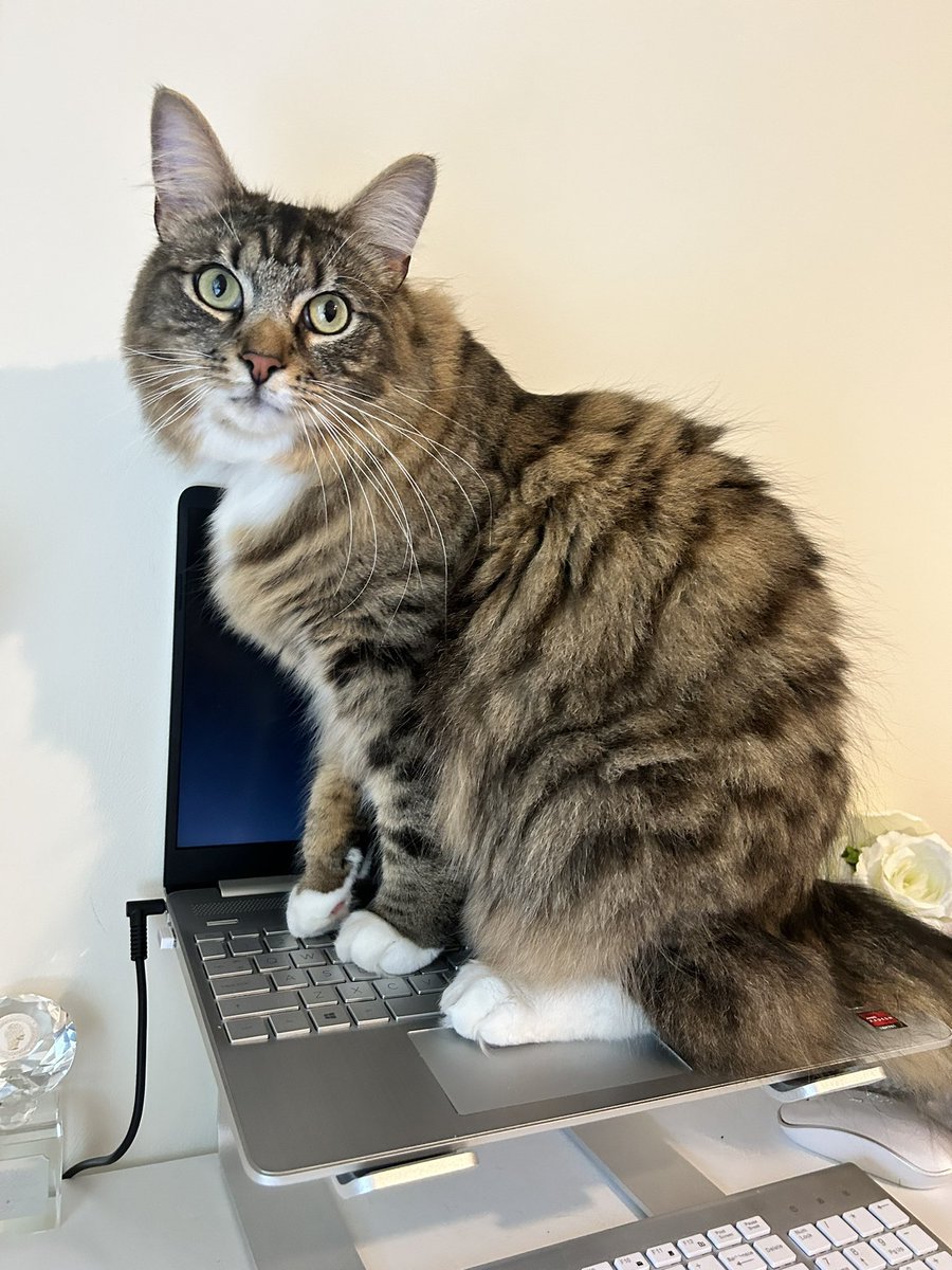 Today is ‘Take Your Cat To Work Day’! Let’s see your furry co-workers hard at work. Here’s Thor trying to be helpful! 😺

#TakeYourCatToWorkDay #CatsOfTwitter