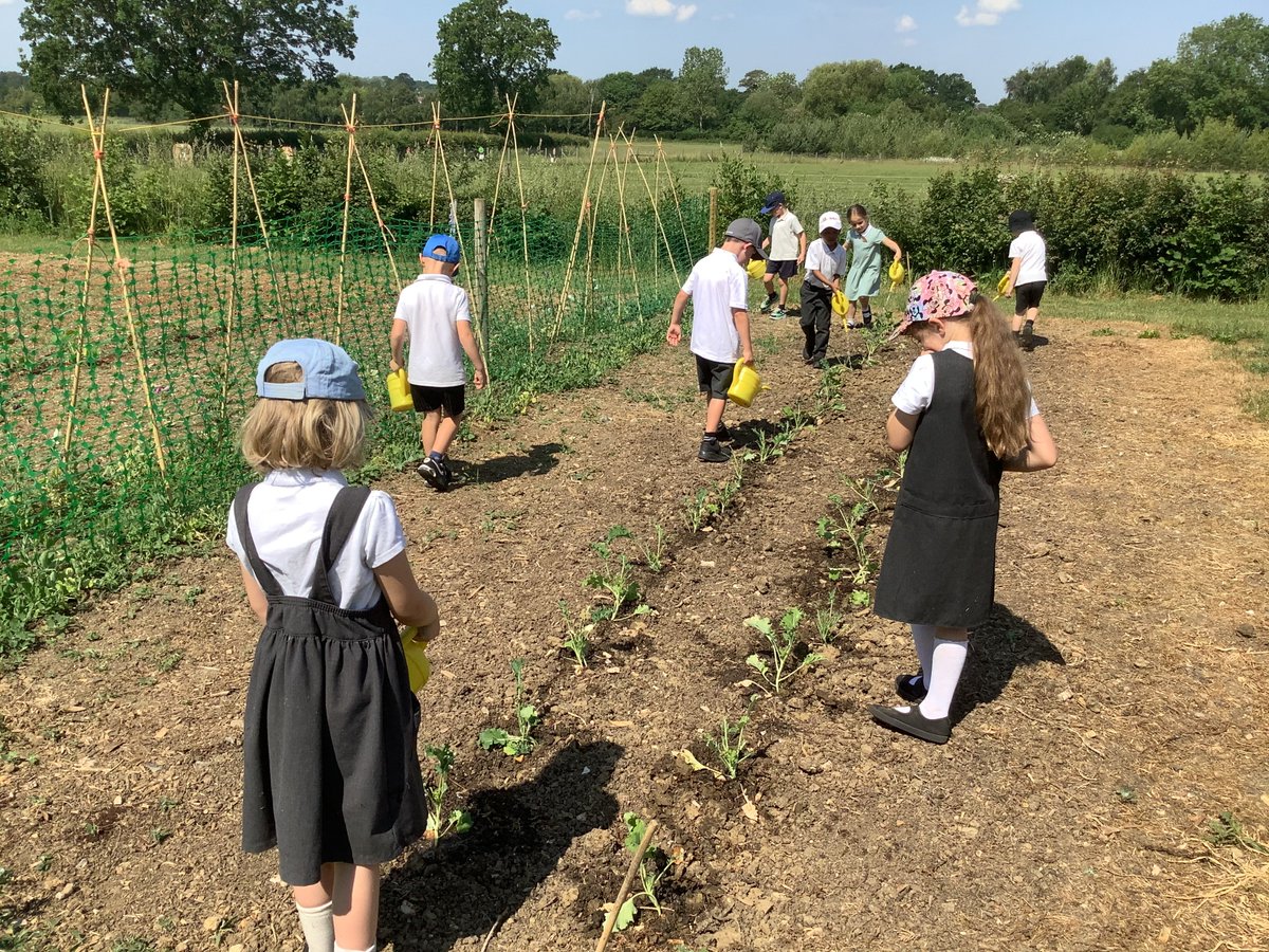 PrimaryBeaumont's tweet photo. On Thursday, Squirrels and Hedgehogs class enjoyed a fantastic trip to @hollowtreesfarm in Semer. The children fed the animals, watered plants, picked fruit and learnt so much about growing and farming. The grown-ups learnt a lot too! A wonderful day out. 🌱🐷🌞 https://t.co/T2s1180nG5
