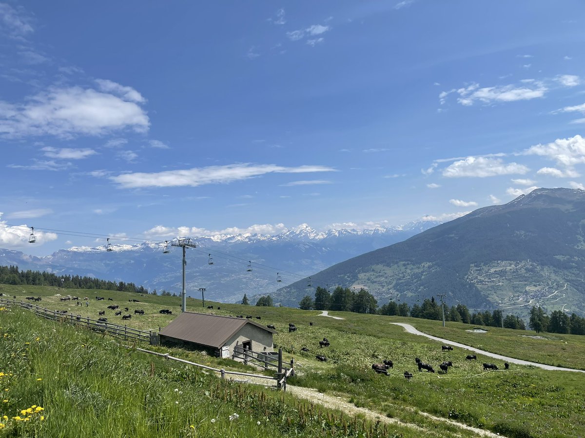 Swiss_Cathy's tweet photo. #BonjourTwitter ⛰️🐮🥰
#Bacchanale #18 #maprincesse #primipare #vache #hérens #ceciestumehérens #alpage #Thyon #Valais https://t.co/MhHcqkjg1D