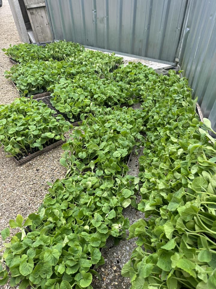 And they’re in!🎃🎃🎃

For the first time EVER we are growing our own pumpkins ready for you to pick later this year!

We are sooo excited about this and can’t wait to watch them grow🌱

#farmshop #cheshire #knutsford #pumpkins #pyopumpkins