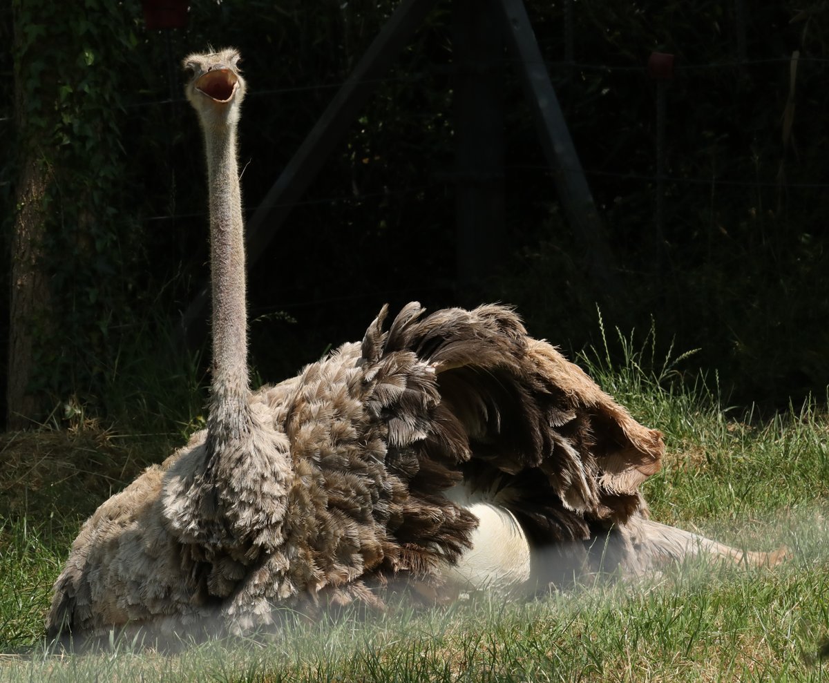 Red Necked Ostrich @PaigntonZoo #ostrich