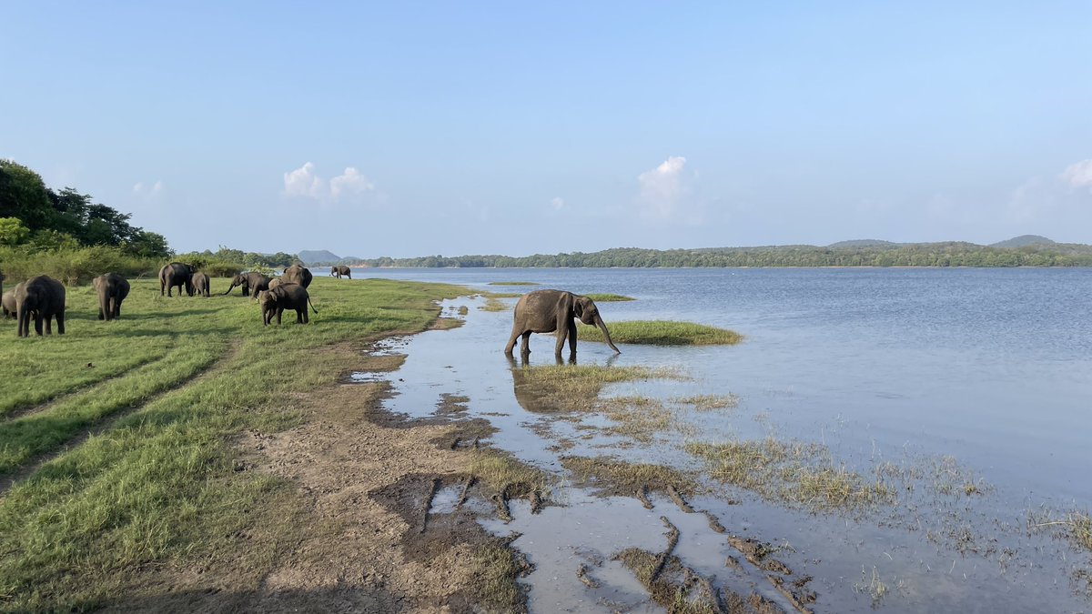 There are just some experiences you never get bored of!

The Elephant Gathering in Minneriya National Park, Sri Lanka was listed as the 6th best wildlife spectacle on earth by National Geographic.

Easy to see why… incredible! 🐘 

#presstrip
@tourismlk