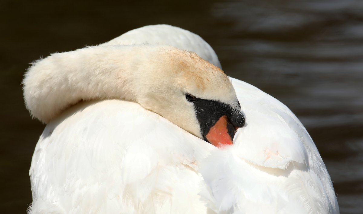 Mute Swan @PaigntonZoo @Natures_Voice #swan