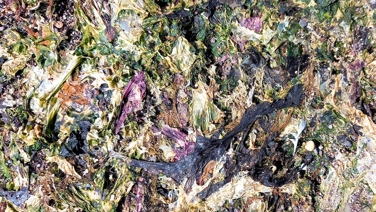 The original 'Jackson Pollock':
The Eyemouth Beach wrack line is a feast of colours, patterns and textures.
#ArtOfTheBeholder 
#WrackLine
#StrandLine
#BeachWrack
#JacksonPollock 
#Scotland 
#ScottishBorders