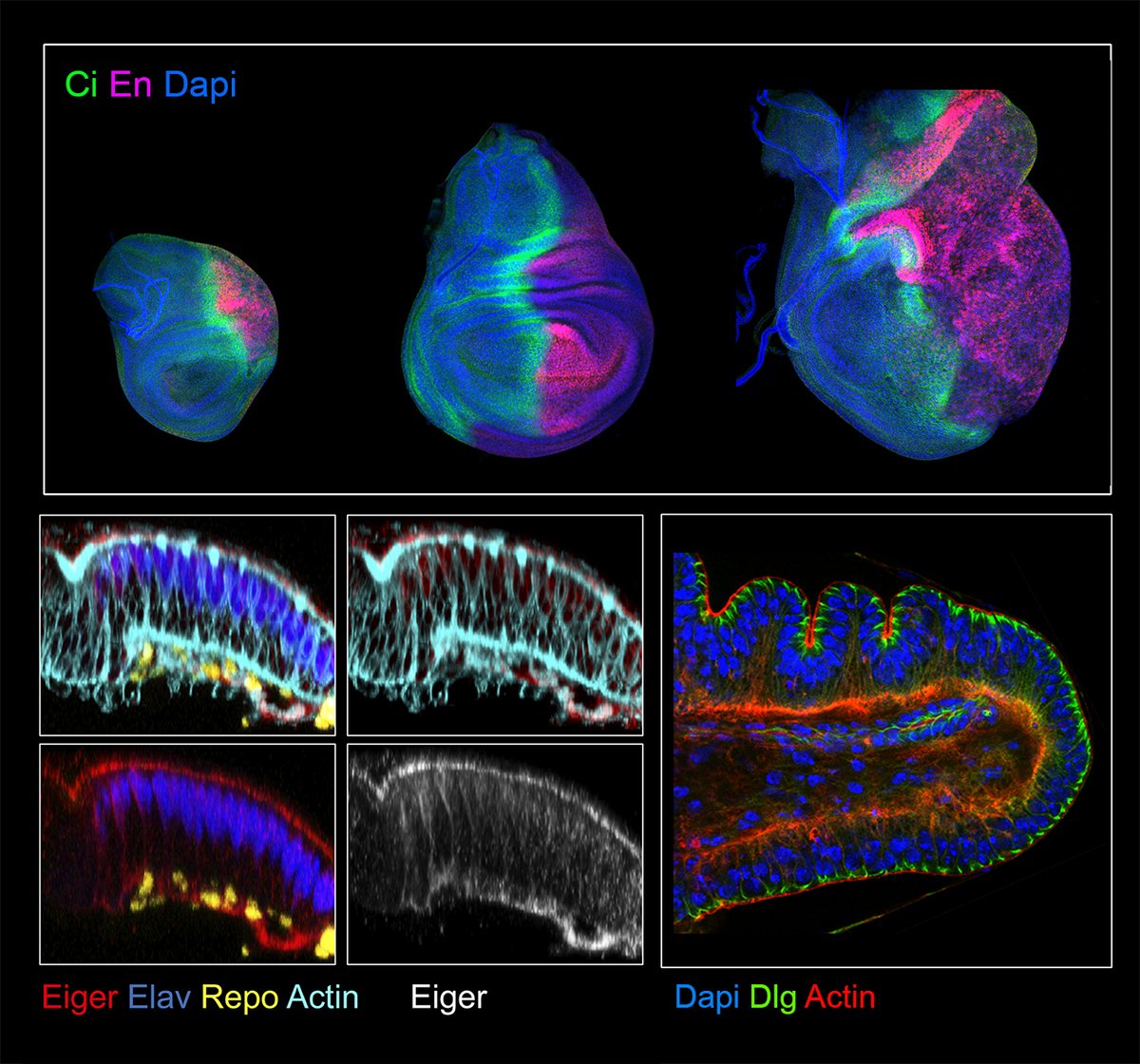 🚨We are looking for candidates interested in applying to a Marie Curie Postdoctoral Fellowship 2023 to join our "Cellular response to stress and morphogenesis lab" at the @CBMSO_CSIC_UAM 
👉info …sklodowska-curie-actions.ec.europa.eu/calls/msca-pos…
Please RT!