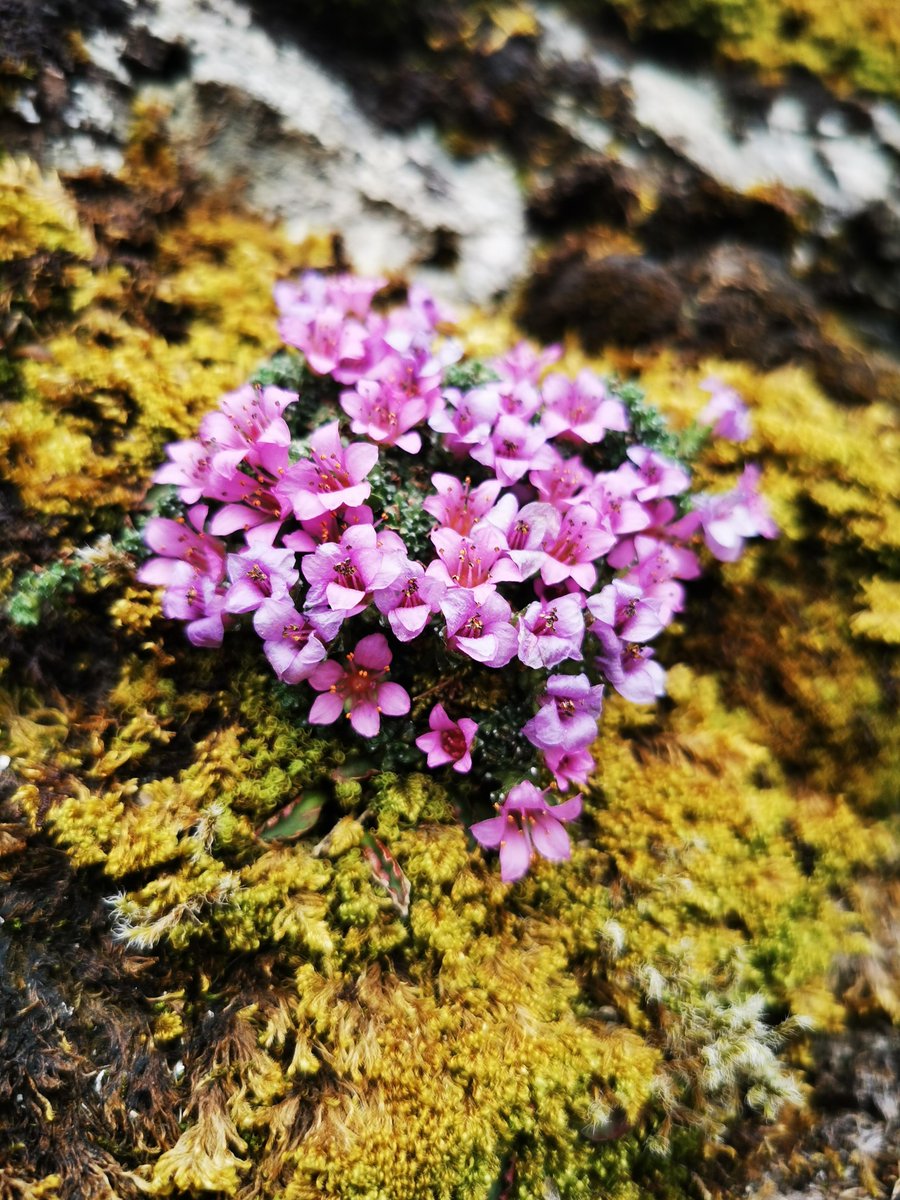 📣Funding Announcement!!📣

We are delighted to report that £4.1m of funding for the Natur am Byth! project has been secured ✨ This money will provide an invaluable lifeline for some of Wales’ most endangered species.

👉plantlife.org.uk/case-studies/n…

#HeritageFund #NationalLottery