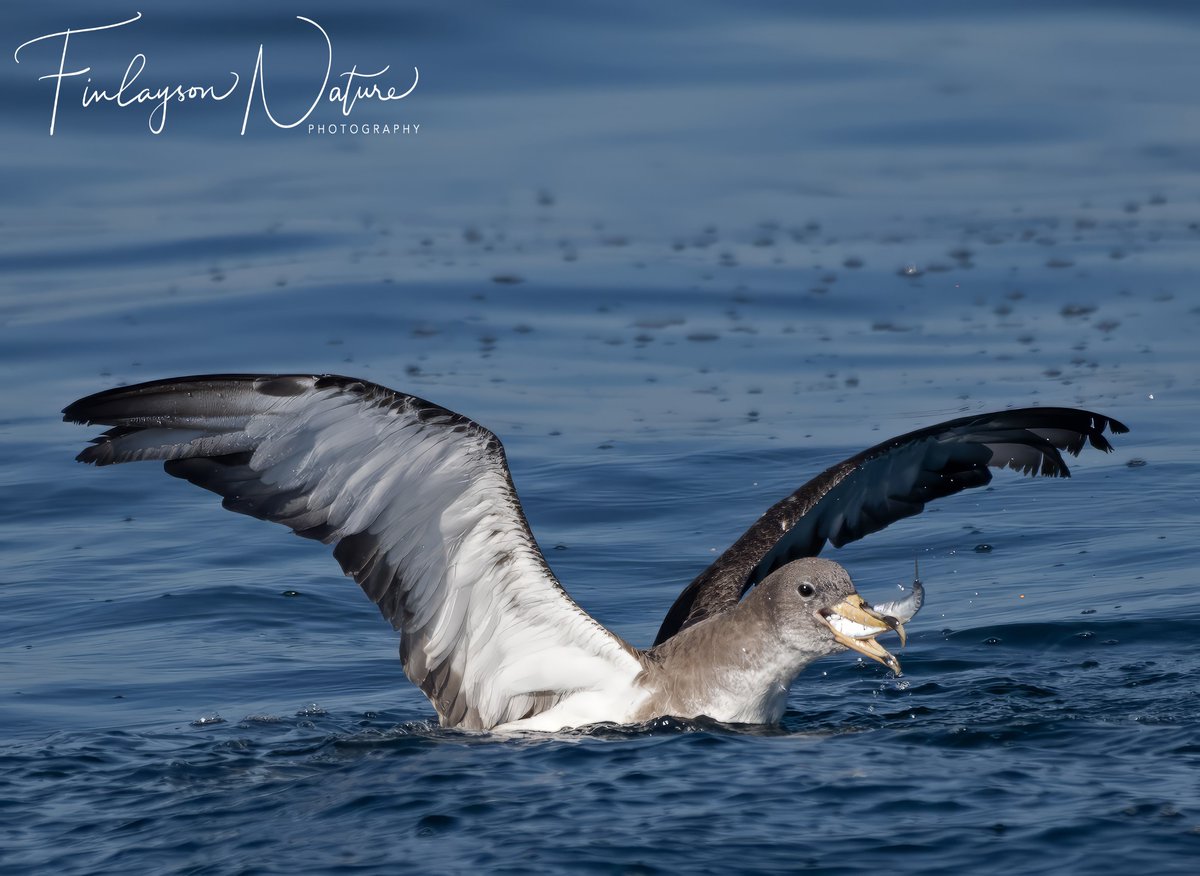 Gotcha! Cory's Shearwater with its catch @GibMarine @ThinkingGreenGI @gonhsgib @FinlaysonGib @GibGerry @_BTO @Natures_Voice @BBCEarth @WildlifeMag @TheSeabirdGroup @Seabirders @Seabirding @SeabirdCentre #Gibraltar