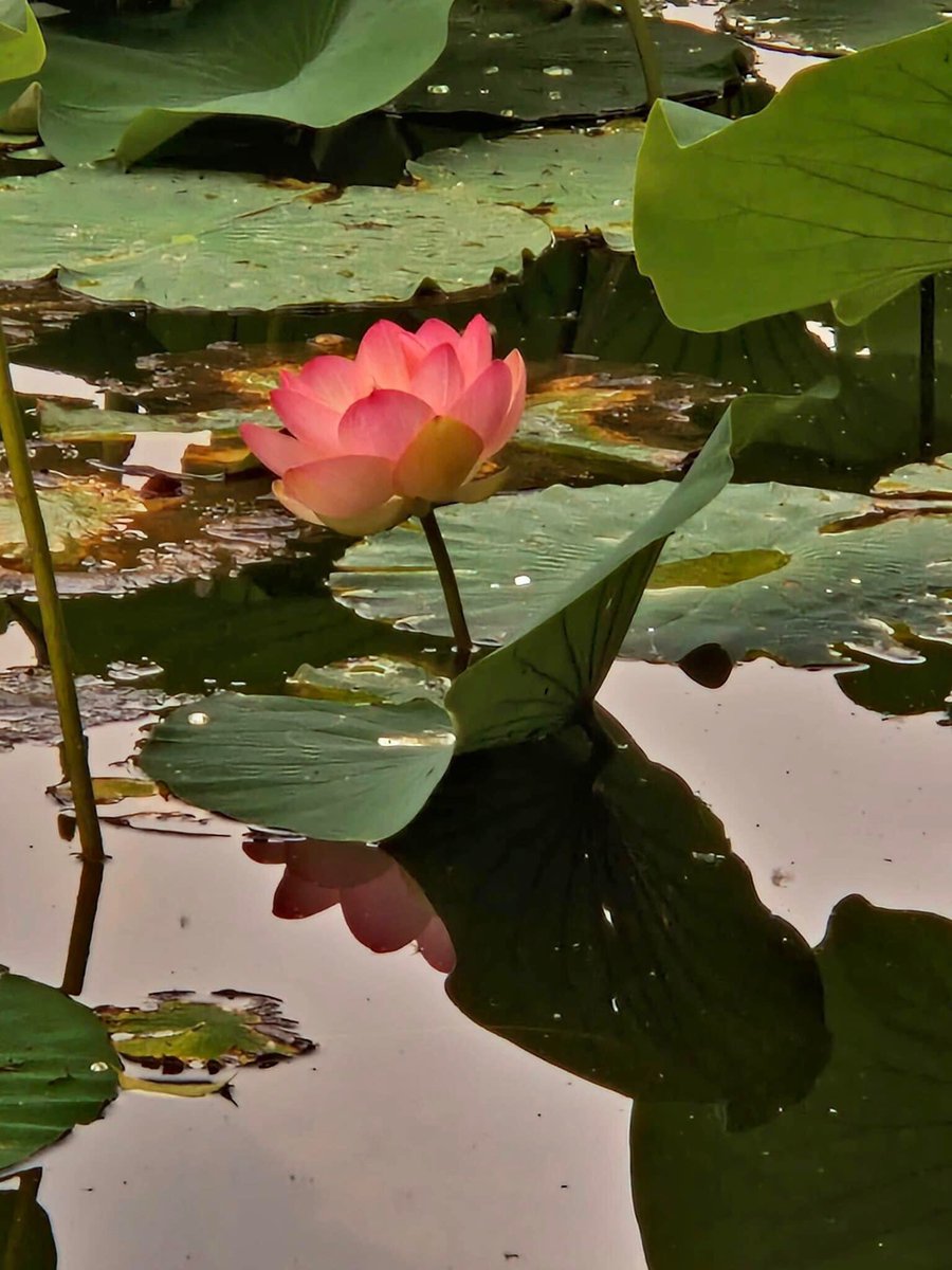 Il primo fior di loto nei laghi di Mantova