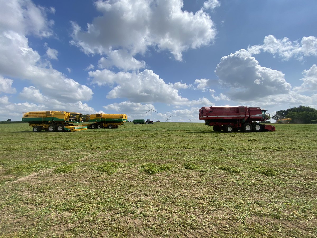 peamanruss's tweet image. #Peaharvest23 has started for AGL in full swing as we harvest some #Tomohawk from @Elsomsseeds in our first field here outside Swaffham @YesPeas