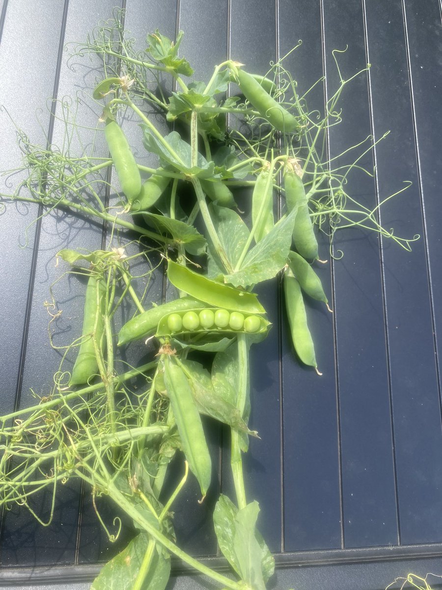 peamanruss's tweet image. #Peaharvest23 has started for AGL in full swing as we harvest some #Tomohawk from @Elsomsseeds in our first field here outside Swaffham @YesPeas