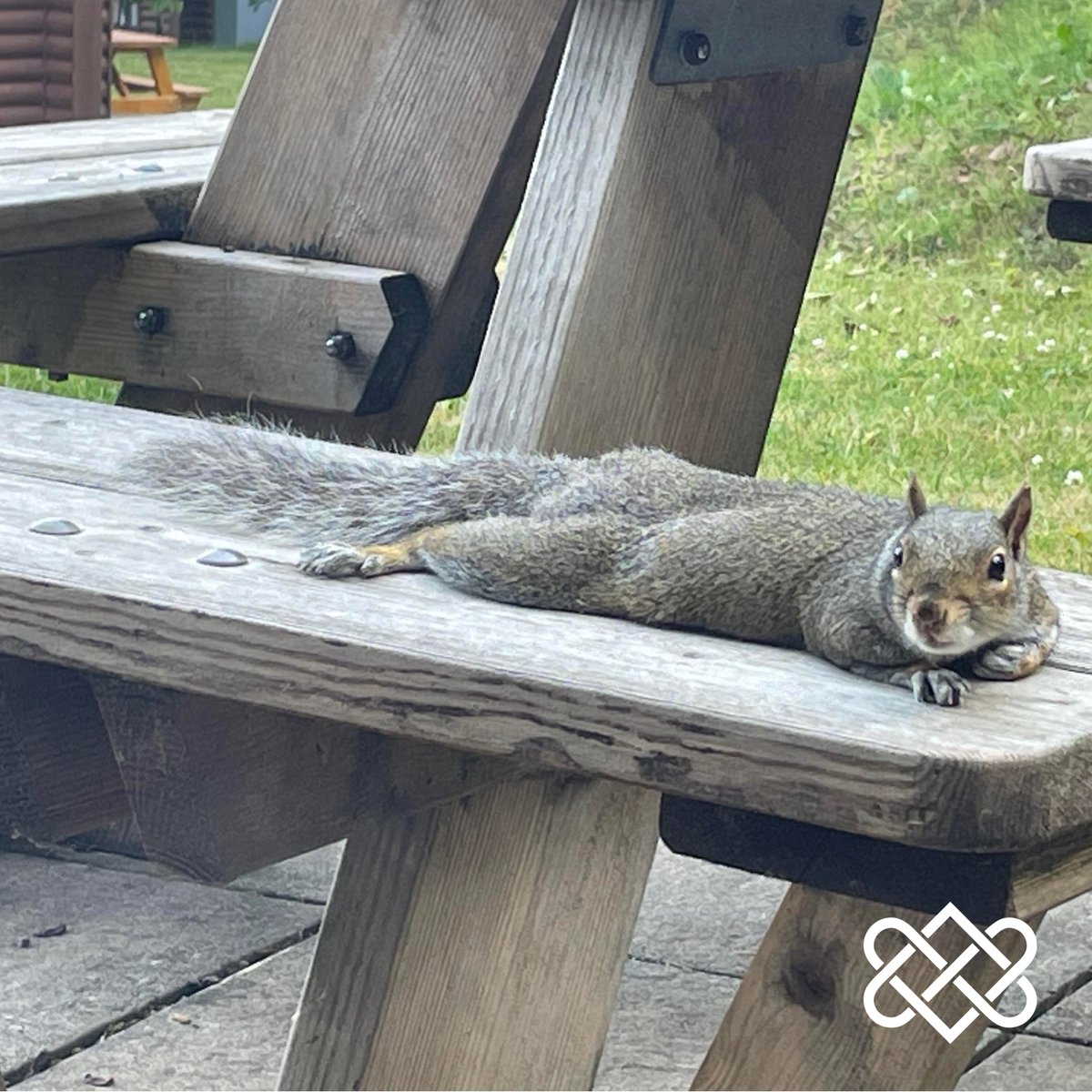 When it's Monday morning and you don't want to check out of your lodge... 🦫 'Stretch' definitely didn't! 🥰 Huge thank you to Jen Woodbridge for sending this photo in of their extra guest who decided to add himself onto the guest list for the weekend! 💙