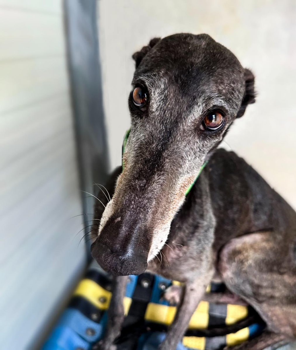 Orfeo❤️brought to GDS recently he’s quite a frightened boy. But once in a home with someone he knows he’s going to be totally fine. Approx 5yrs old, enjoys being around other dogs &amp; likes a safe place when he’s feeling worried. Plz share Orfeo to help him find a loving home🙏🏻❤️