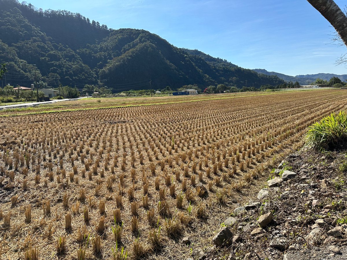 cwlf's tweet photo. Sediq Bale Part 2.
Members of the #ChingliuTribe are descendants of the #Seediq who were affected by the #MushaIncident, then forcibly relocated to the plain and turned from a hunting lifestyle to an agricultural one.
After #Japanese act, only 1/5 of women and children are left. https://t.co/FJTAuYgwxv