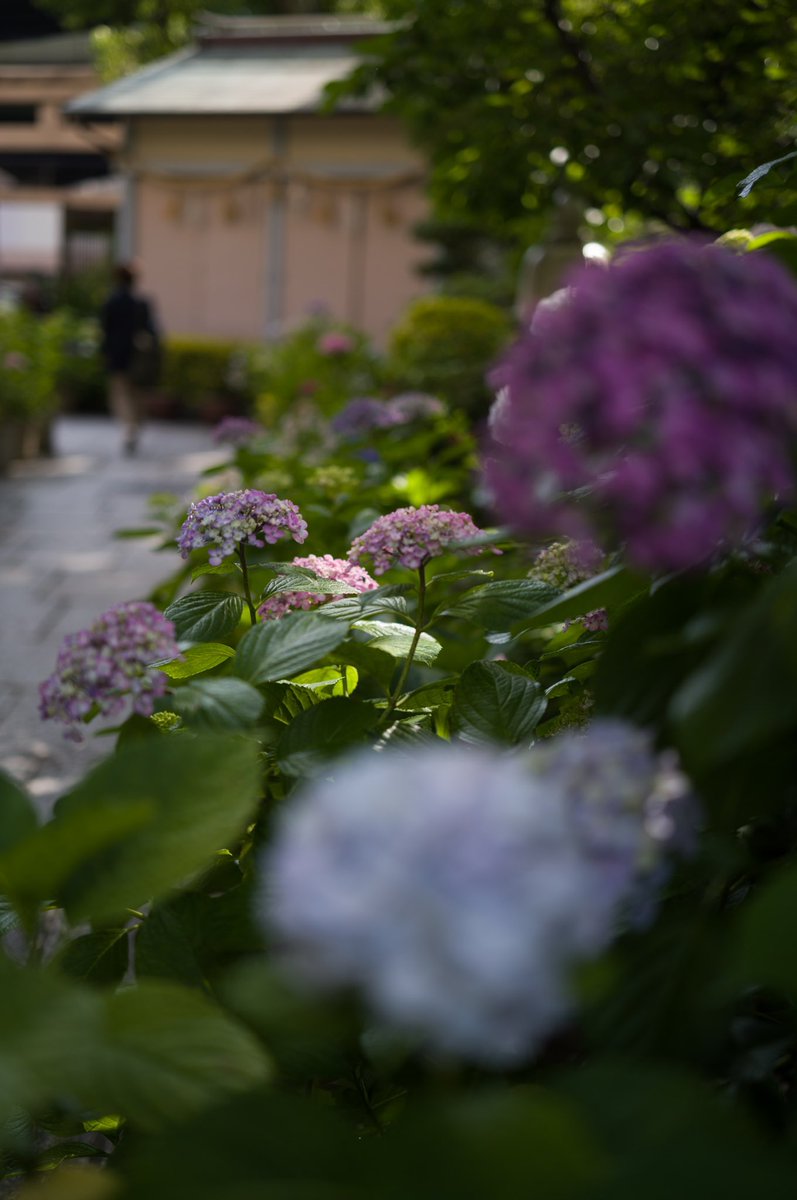 坐摩神社の紫陽花

#leica #leicam11 #leicaphotography #streetphotography #紫陽花 #hydrangea #坐摩神社 #スナップ写真 #キリトリセカイ #レンジファインダーで見た私の世界