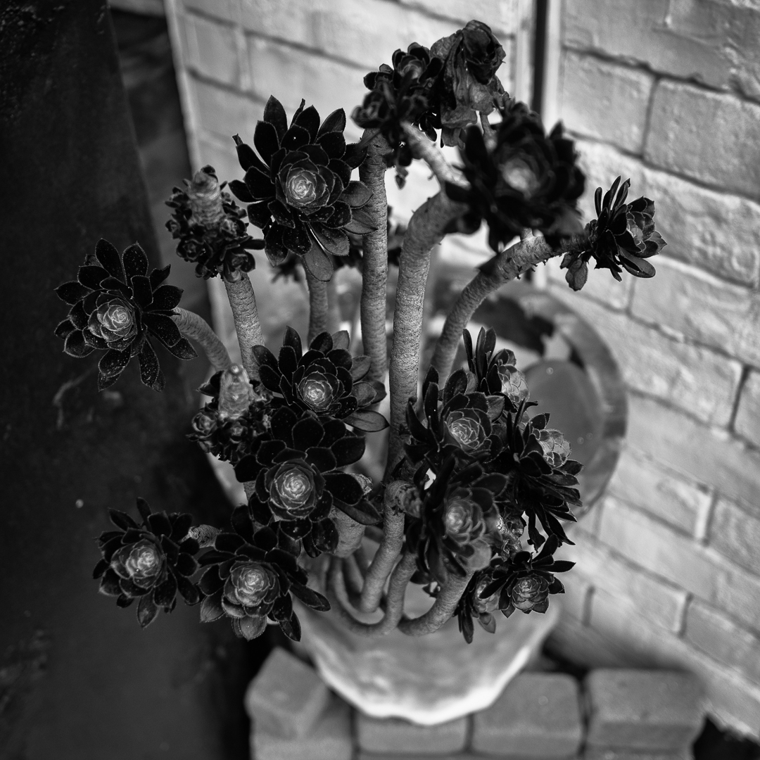 鉢植え。 #植物 #ショクブツ #ig_japan #monochrome #blackandwhite #白黒写真 #シロクロ #em1mark3 #omsystem #microfourthirds #マイクロフォーサーズ #om写真投稿