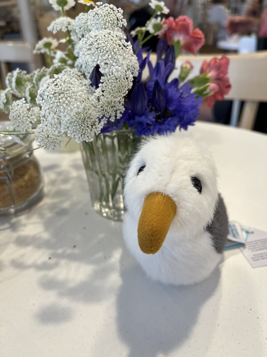 A new friend acquired in Totnes today….  

#jellycat Birdling Seagull ❤️