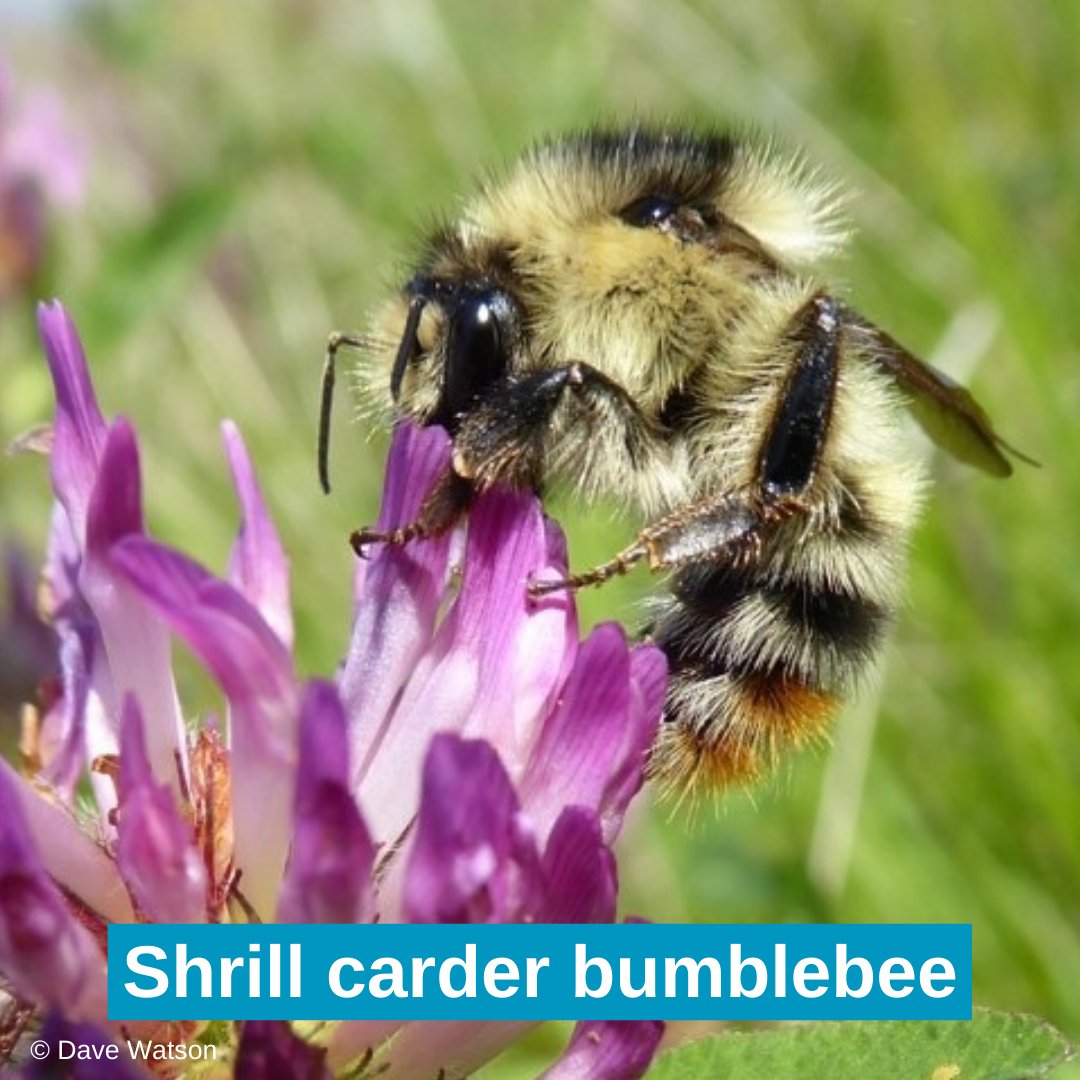 BumblebeeTrust's tweet photo. To celebrate #NationalInsectWeek we are taking a closer look at the beautiful carder bumblebees 🐝

Find out how to identify the five carder bumblebee species and where you are most likely to find them in our latest blog 🔎📍 

Read now 👉🏽 https://t.co/tUPOPBZnw7

@insectweek https://t.co/9QsBtqqxzf