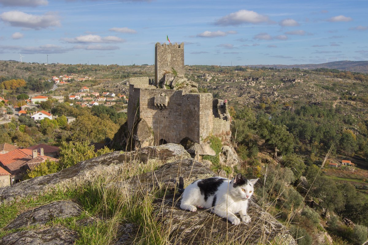 A paisagem não ficava completa sem eles. 😍 Tornam as nossas 12 Aldeias Históricas em lugares ainda mais encantadores. É ou não é? 😄

#Sortelha #AldeiasHistoricas #AldeiasHistoricasdePortugal #HistoricalVillages #Portugal #VisitPortugal #cats #cat