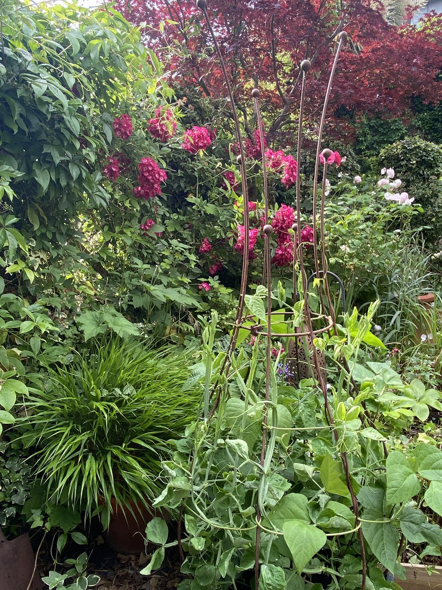Luscious sweet pea and ipomea tower thanks <a href="/higgledygarden/">Benjamin Ranyard</a> now to order the perennial mix ❤️