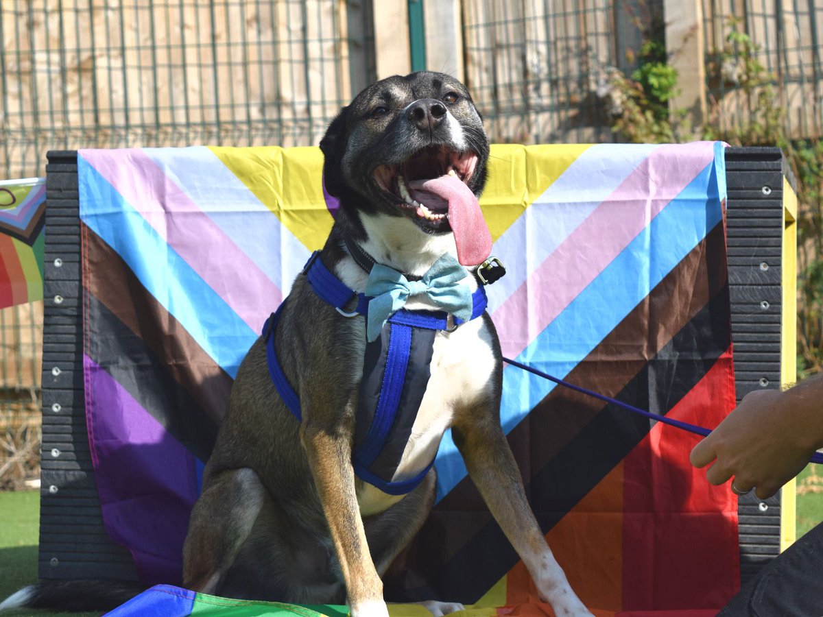 We're here celebrating #PrideMonth with Milano and Sheldon!

We are supporting all dogs and all the people who loves dogs too! 🏳️‍🌈😀

#Pride #Pride2023 #LondondPride #DogsofPride #Adoption #rehoming #rescue #ADogIsForLife #Dogstrust