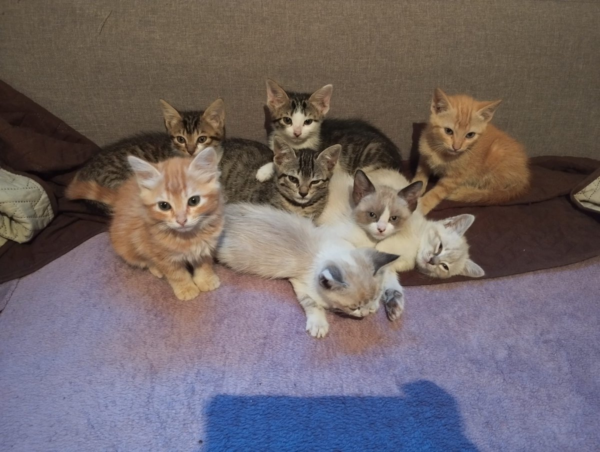 💜Pandilla al completo 💜
Por eso siempre decimos que es mejor adoptar a dos gatos, la compañía que se hacen es increíble 😍
#adopta #GatosEnAdopcion