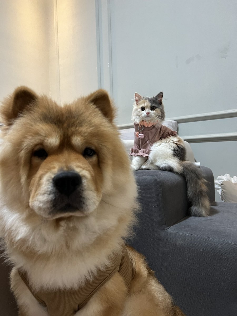 ChienZhang tweet media