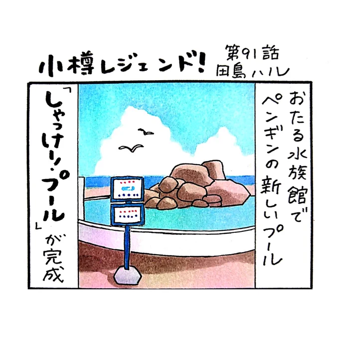 小樽のフリーペーパー「小樽チャンネルmagazine」6月号発行されました。漫画 #小樽レジェンド !第91話載ってます。4月末におたる水族館に作られたペンギンの新しいプール。その名も「しゃっけー!プール」。おたる水族館では芸を披露しない自由気ままなペンギンショーも人気です
