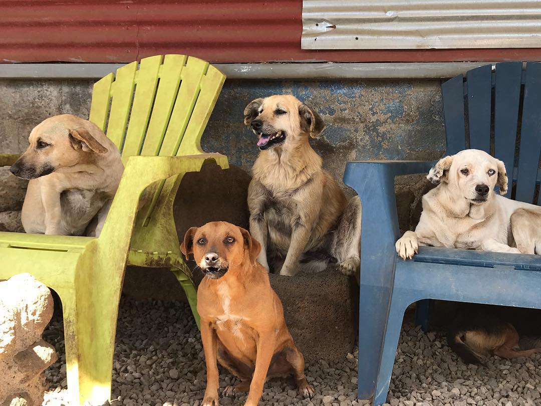 Yep, just 4 old farts shootin’ the breeze/ Sip, solo 4 rosquetes pasando el rato. #landofthestrays #territoriodezaguates #fourleggedangels #seniordogs #adoptdontshop #noeuthanasia #todosamados #spayandneuter #safe #shelter #sunnyday #doglover