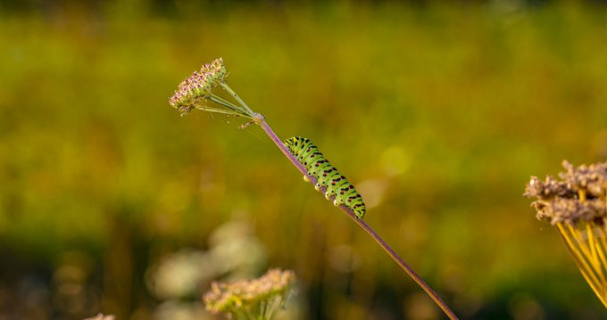 #vacature @zegtCLM: Adviseur Duurzame Gewasbescherming bij CLM in Culemborg #plantenteelt #ecotoxicologie #advies #duurzaamheid. Zie groeneruimte.nl/vacaturebank/v…