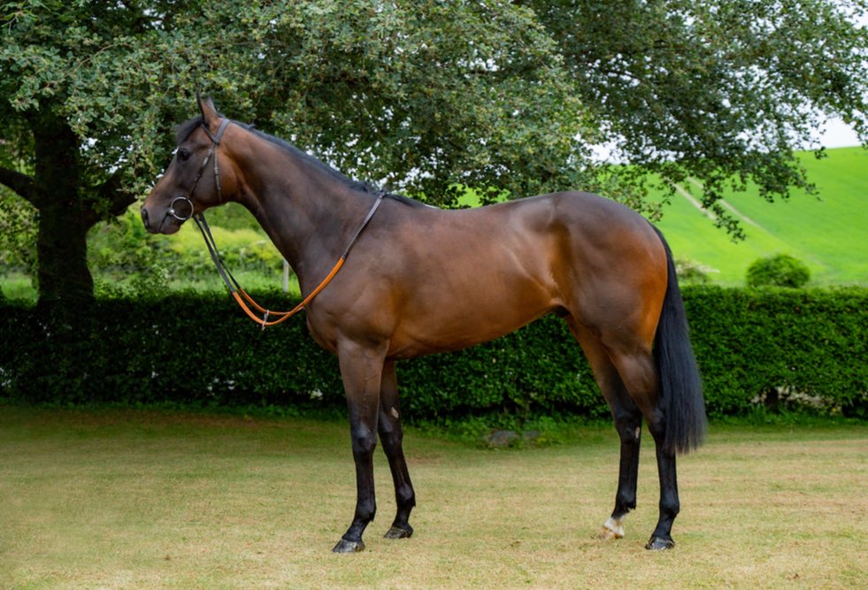 Old Gold Racing on Twitter "🔊🔔📣YOUR NEW FLAT HORSE🔊🔔📣 Say hello to our
