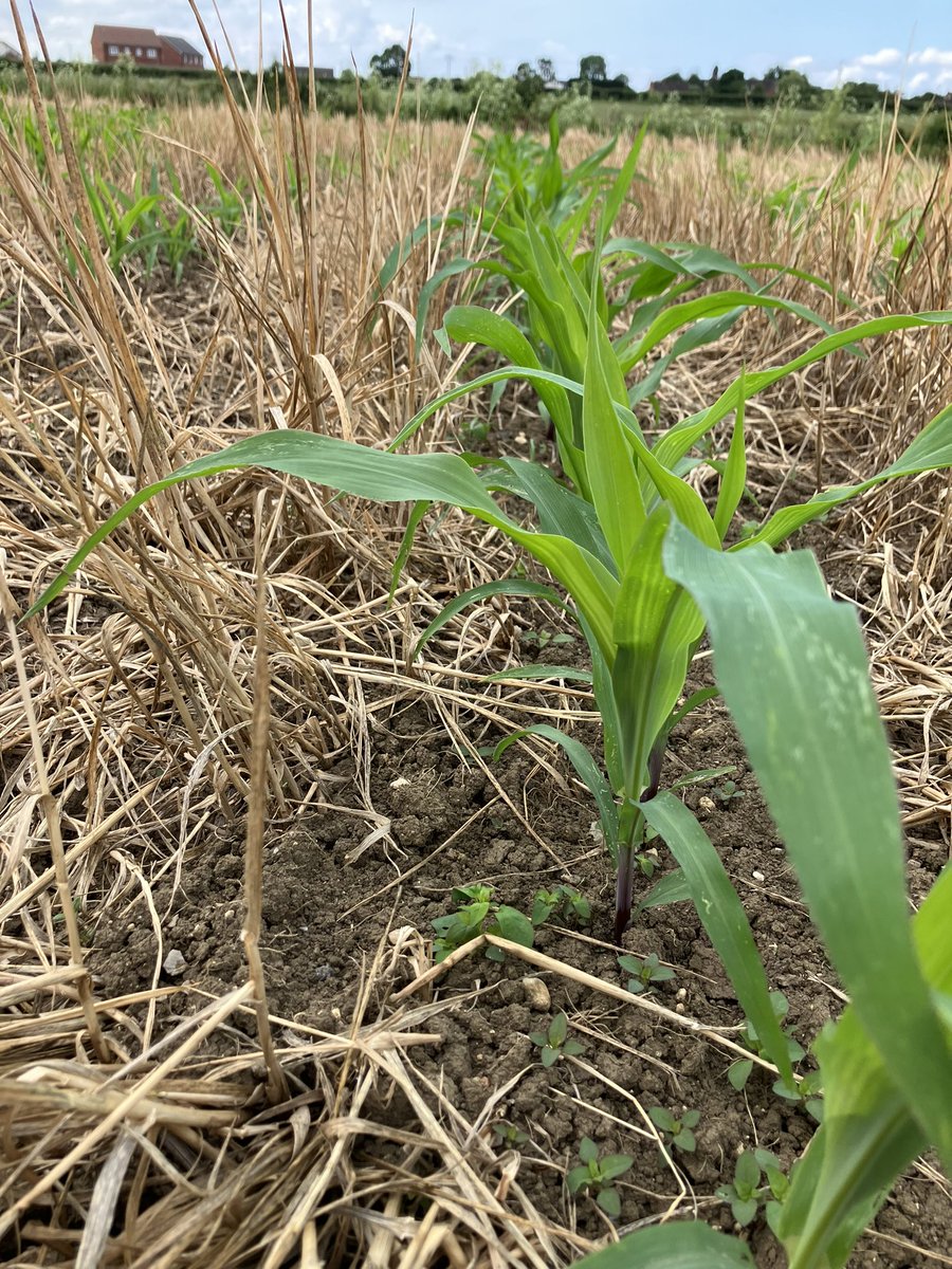 Maize #striptill coming on well considering the dry conditions. @KUHN_UK Striger did a good job straight into wheat and lucern re growth covering the soil in between the rows. #conservationagriculture #maize23 #harvest23 @thwhite_agri