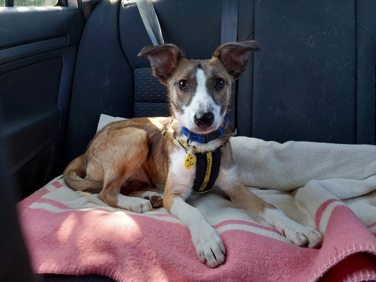 ECLIPSE- Building confidence with car travel - ✅ 
He is a 6-months-old #CollieCross @DogsTrust #Ilfracombe looking for a home. 🏡 dogstrust.org.uk/rehoming/dogs/… 
#MondayMotivation #AdoptMe 🐾#ADogIsForLife #AdoptFosterRescue #RescueDog #DogsTrustDog 💛🐶💛