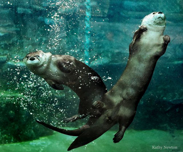 Otters perform their [under]water dance dailyotter.org/posts/2023/6/1… 📸: Kathy Newton / @CincinnatiZoo