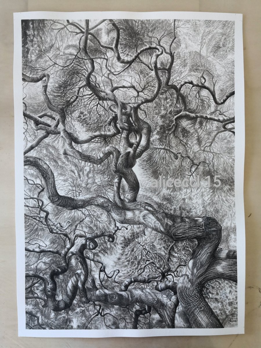 Old Tree 2023. Speedball India Ink &amp; Uni-pin fine line on 300gsm Watercolour paper. 
Size : 42cm x 59.4cm 
Photo reference : Dana Middleton photography