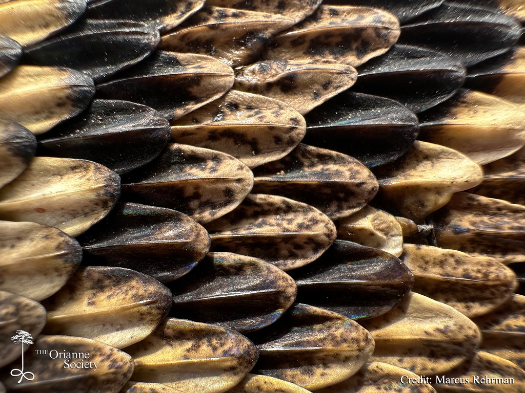OrianneSociety's tweet photo. A close-up look at the beautiful scales of an Eastern Diamond-backed Rattlesnake (Crotalus adamanteus).

#Orianne #MarcusRehrman #snake #snakescales #rattlesnake #easterndiamondbackrattlesnake https://t.co/0QPZFHZffx