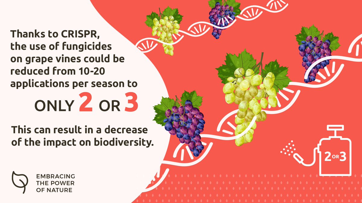 🍇Grapevine covers only 3% of agricultural area but is responsible for 60% of fungicide use. 
 🧬#CRISPR can help develop plants resistant to diseases, thus making #wineproduction more sustainable.
 ℹ️ tinyurl.com/ms2ktaj2
 #GrowingTheFuture