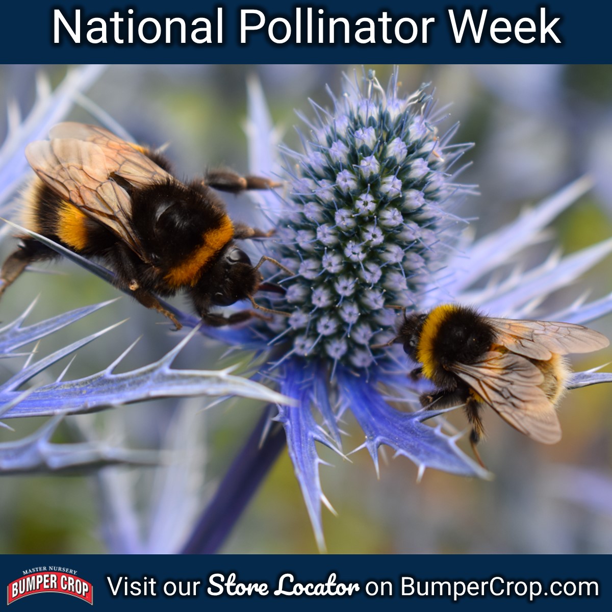 Happy National Pollinator Week! Let’s celebrate our pollinators by planting more pollinator gardens and by using organic products like Bumper Crop® Soils and Plant Foods. #Pollinators #SavethePollinators #BumperCrop #Soils #PlantFoods BumperCrop.com